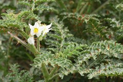 Solanum sisymbriifolium